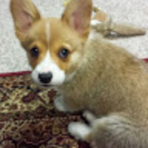 Meet your Posher, Charles